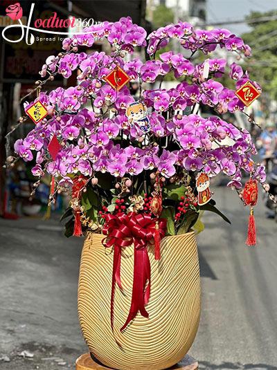 Chậu lan hồ điệp hồng - Đại cát tường