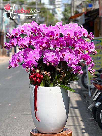 Chậu lan hồ điệp hồng - Đại lộ vinh quang