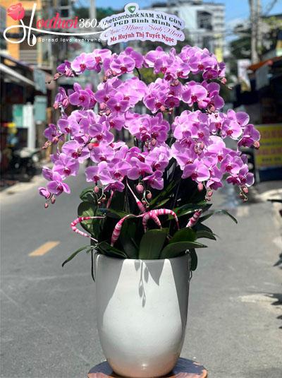 Chậu lan hồ điệp hồng - Đại thành công
