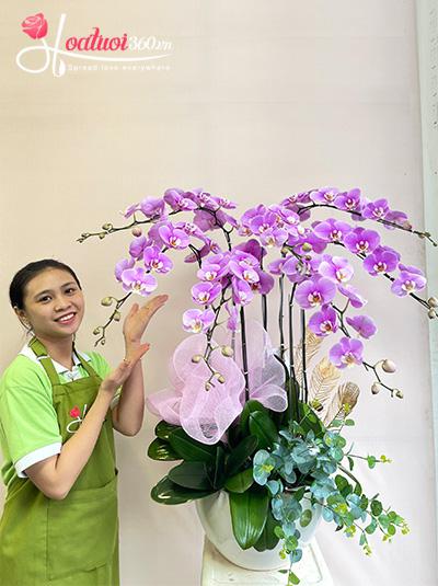 Chậu lan hồ điệp hồng - Gửi trao yêu thương