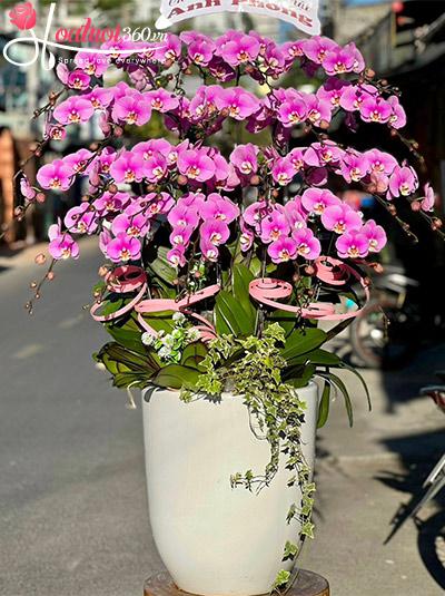 Chậu lan hồ điệp hồng - Hạnh phúc bền lâu