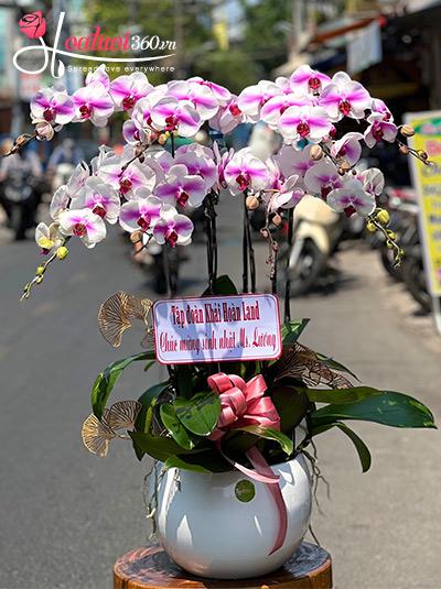 Chậu lan hồ điệp hồng - Hạnh phúc dài lâu