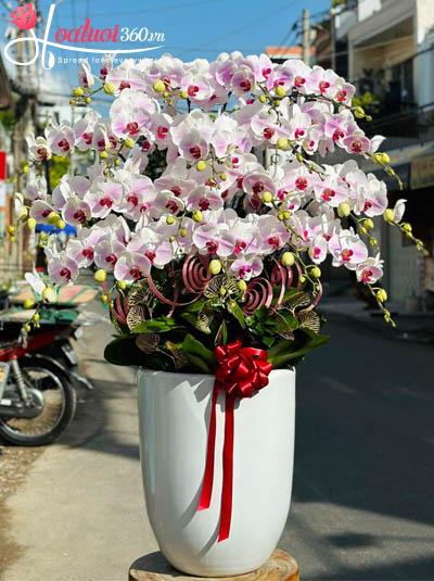 Chậu lan hồ điệp hồng - Hạnh phúc vẹn tròn