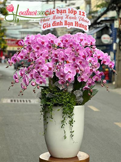 Chậu lan hồ điệp hồng - Hạnh phúc viên mãn