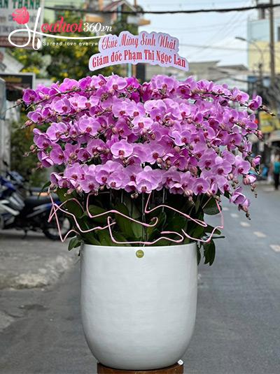 Chậu lan hồ điệp hồng - Hương hoa ngọt ngào