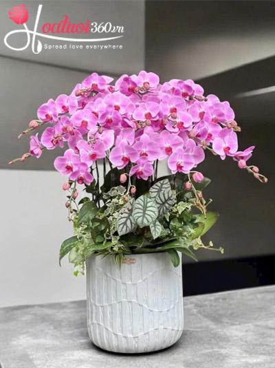 Chậu lan hồ điệp hồng - Hương sắc nhẹ nhàng