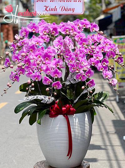Chậu lan hồ điệp hồng - Ký ức ngọt ngào
