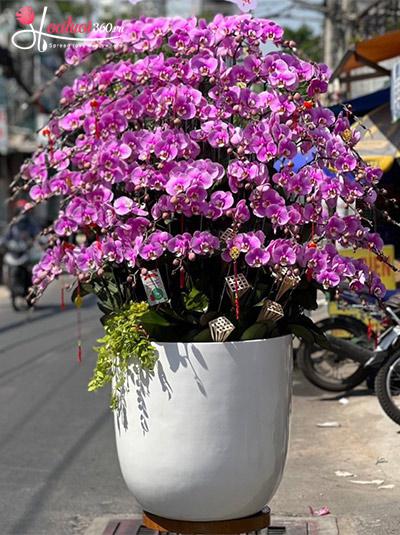 Chậu lan hồ điệp hồng - Lộc về tay