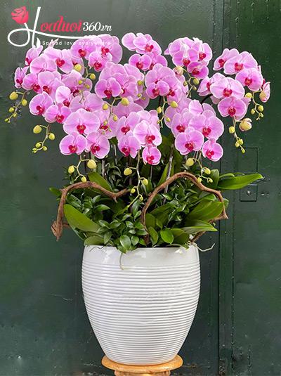 Chậu lan hồ điệp hồng - Lung linh huyền ảo