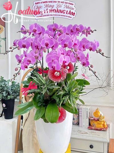 Chậu lan hồ điệp hồng - Mở cửa tài vận