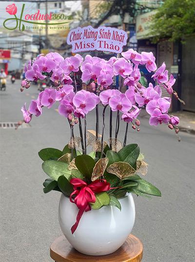 Chậu lan hồ điệp hồng - Một đời hạnh phúc