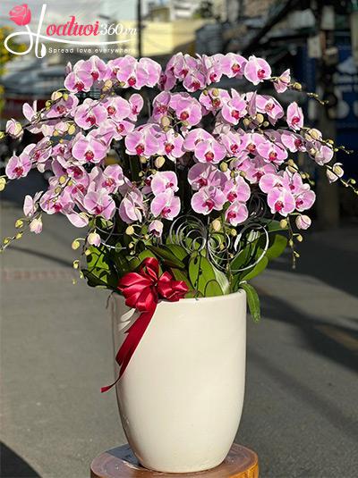 Chậu lan hồ điệp hồng - Nét đẹp duyên dáng