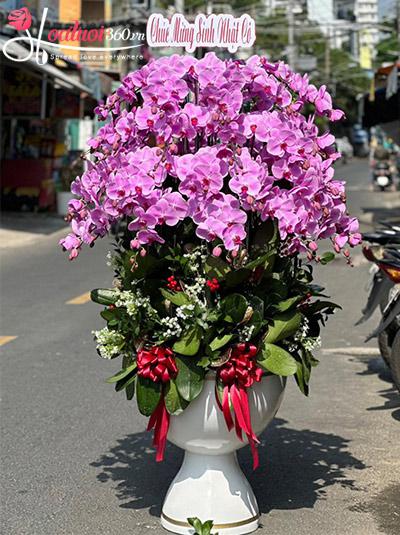 Chậu lan hồ điệp hồng - Ngày tháng êm đềm
