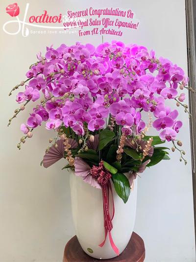 Chậu lan hồ điệp hồng - Ngọc sắc an khang