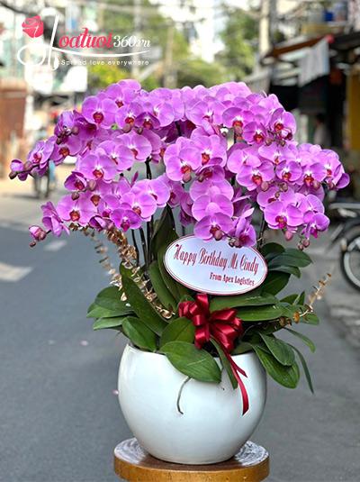 Chậu lan hồ điệp hồng - Phong cách trang nhã