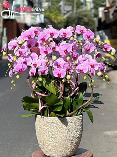 Chậu lan hồ điệp hồng - Phú quý như ý