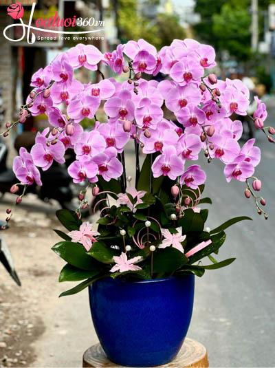 Chậu lan hồ điệp hồng - Phúc vẹn duyên