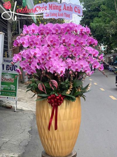Chậu lan hồ điệp hồng - Rực rỡ cao sang