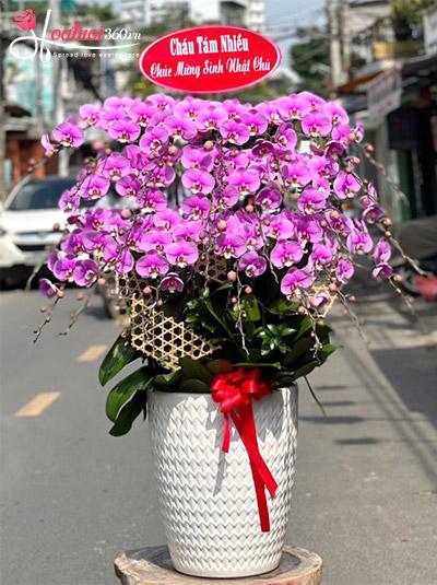 Chậu lan hồ điệp hồng - Rực rỡ ngàn hoa