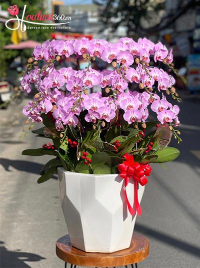 Chậu lan hồ điệp hồng - Sắc hoa ngọt ngào