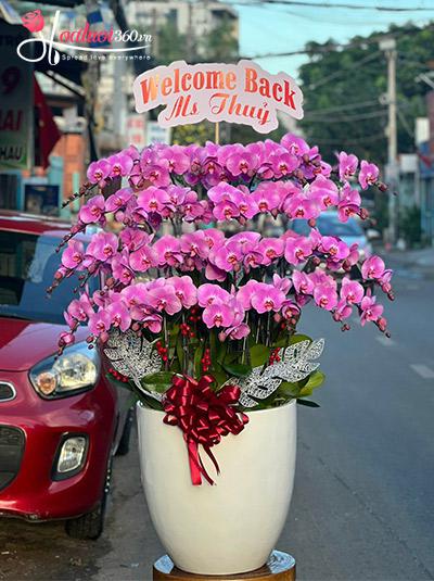 Chậu lan hồ điệp hồng - Sắc thơ