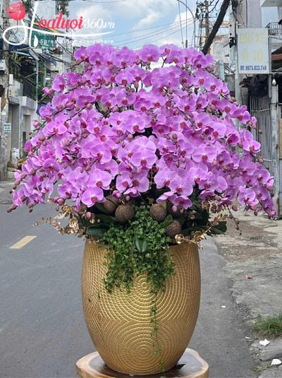 Chậu lan hồ điệp hồng - Sống đời vô lo