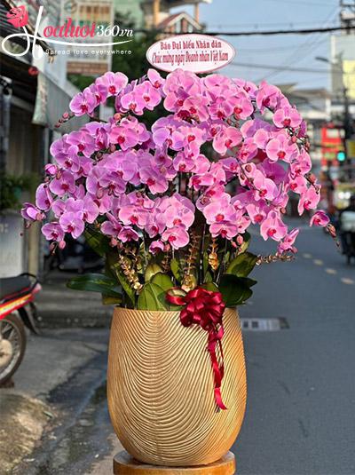 Chậu lan hồ điệp hồng - Tấn tài tấn lộc