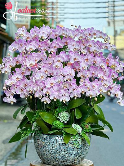Chậu lan hồ điệp hồng - Thịnh lộc vĩnh cửu
