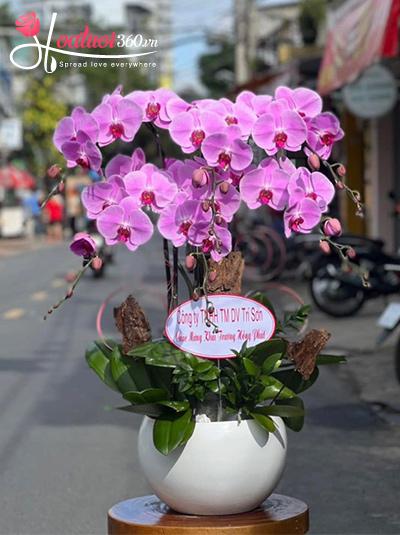 Chậu lan hồ điệp hồng - Thuận lợi tiến xa