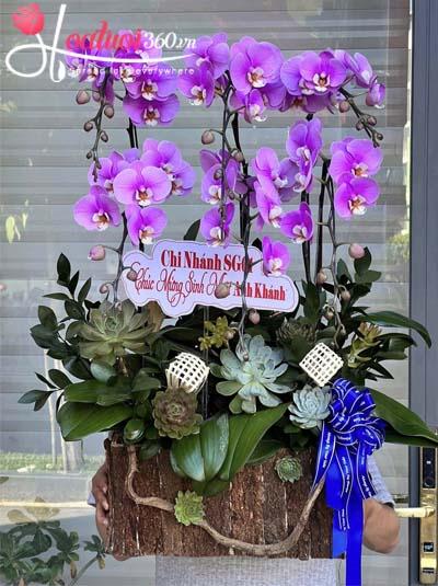 Chậu lan hồ điệp hồng - Từng bước thăng hoa