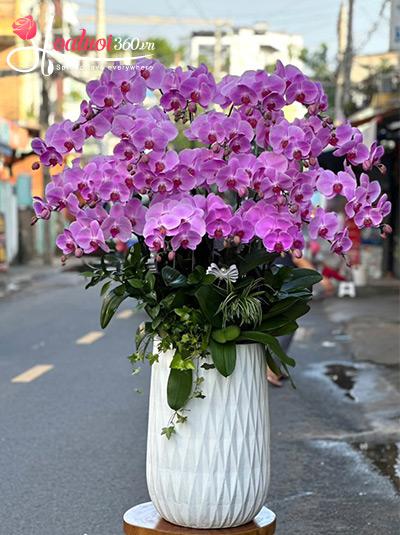 Chậu lan hồ điệp hồng - Tương lai tươi đẹp