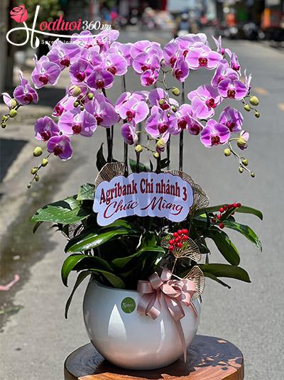 Chậu lan hồ điệp hồng - Vạn điều thăng tiến