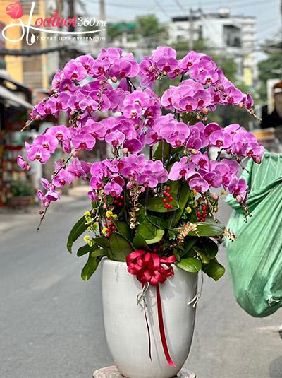 Chậu lan hồ điệp hồng - Vạn phúc bình an