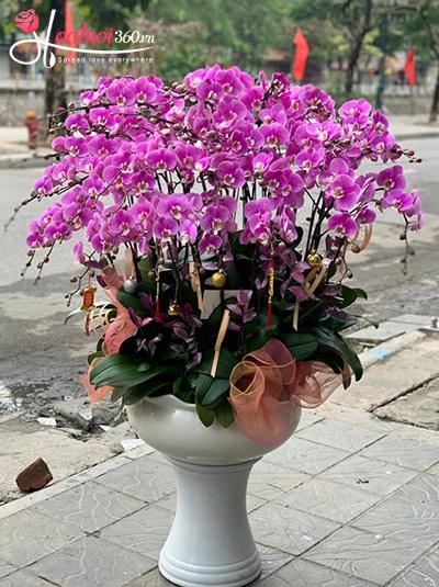 Chậu lan hồ điệp hồng - Phúc lộc tràn đầy