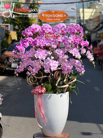 Chậu lan hồ điệp hồng - Vẻ đẹp hoàn mỹ