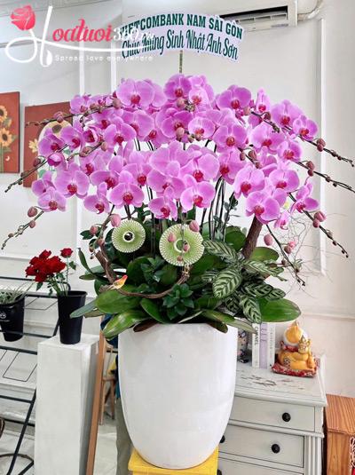 Chậu lan hồ điệp hồng - Vượng khí khai hoa