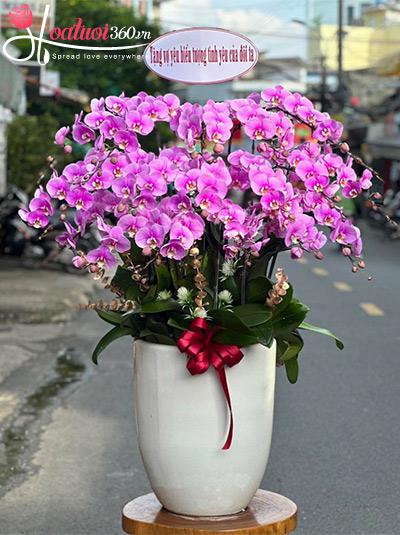 Chậu lan hồ điệp hồng - Yêu thương đong đầy