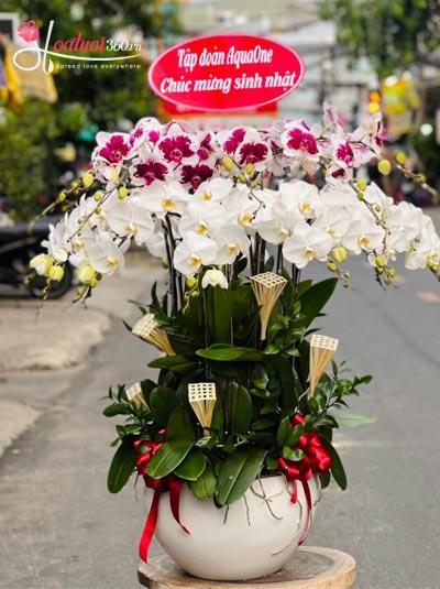 Chậu lan hồ điệp kết hợp 20 cành - Mãi một tình yêu