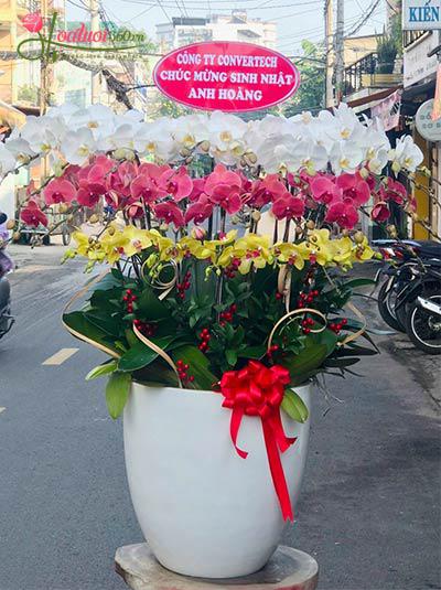 Chậu lan hồ điệp kết hợp 26 cành - Muôn điều may