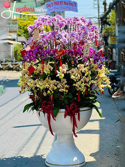 Chậu lan hồ điệp kết hợp - An khang trù phú