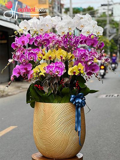 Chậu lan hồ điệp kết hợp - Cho đời thêm yêu