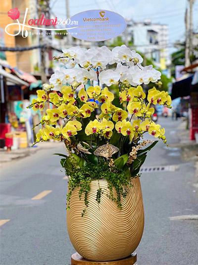 Chậu lan hồ điệp kết hợp - Chúc vạn điều may