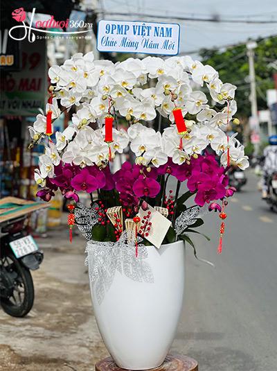 Chậu lan hồ điệp kết hợp - Chúc vạn điều may