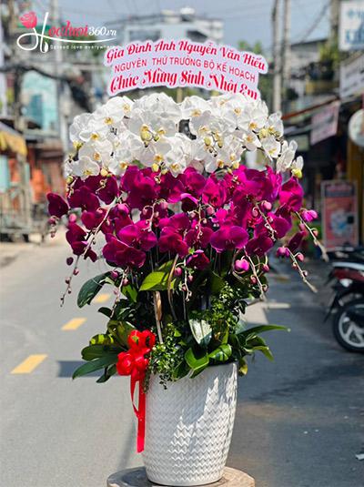 Chậu lan hồ điệp kết hợp - Công danh rạng ngời