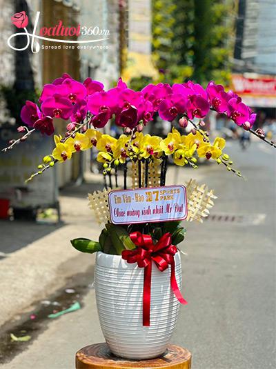 Chậu lan hồ điệp kết hợp - Cuộc sống muôn màu