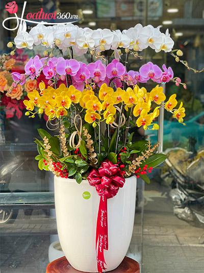 Chậu lan hồ điệp kết hợp - Cuộc sống tươi đẹp