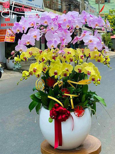 Chậu lan hồ điệp kết hợp - Cuộc sống vinh hoa