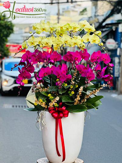 Chậu lan hồ điệp kết hợp - Đại phú thành công