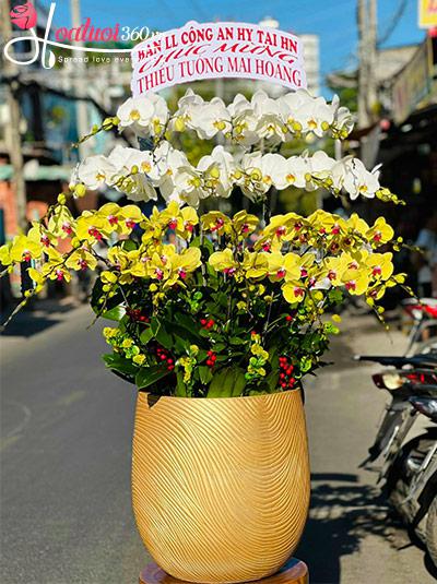 Chậu lan hồ điệp kết hợp - Danh lợi trường tồn