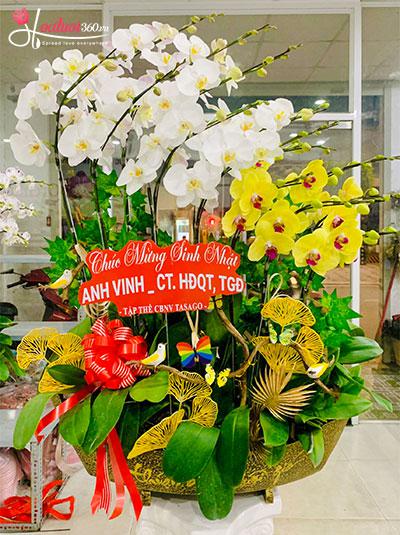 Chậu lan hồ điệp kết hợp - Dấu ấn huy hoàng